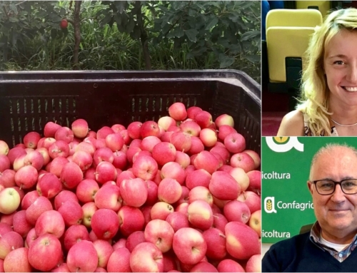 CONFAGRICOLTURA VERONA. BUONA QUALITÀ E COLORE PER LE MELE DI BIANCANEVE. DE TOGNI: «ATTENZIONE ALLE SPECULAZIONI DI COMMERCIANTI AVVOLTOI».