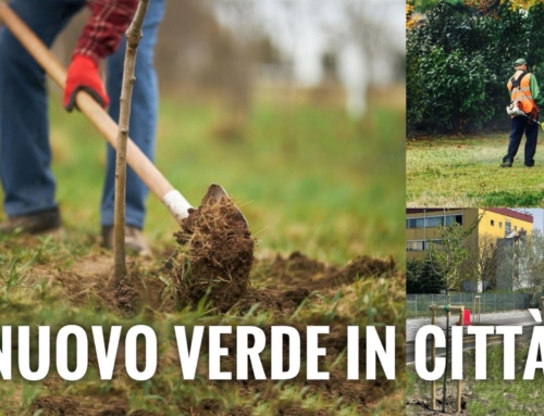 CEREA INVESTE NEL VERDE PUBBLICO: 85 NUOVI ALBERI E 50MILA EURO NELLE MANUTENZIONI PER IL BENESSERE URBANO.