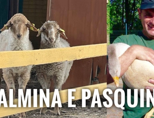 LEGNAGO. DUE AGNELLINE SALVATE DALLA PASQUA: PALMINA E PASQUINA ORA VIVONO LIBERE A CORTE VERBENA.